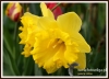 Filename=153_fotowilga~11.JPG
Filesize=91KB
Dimensions=640x467
Date added=Apr 10, 2015 153_fotowilga~11.JPG