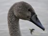 Filename=153_fotowilga~18.JPG
Filesize=92KB
Dimensions=640x480
Date added=Oct 29, 2015 153_fotowilga~18.JPG