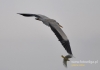 Filename=153_fotowilga~21.JPG
Filesize=44KB
Dimensions=640x452
Date added=Dec 07, 2015 153_fotowilga~21.JPG