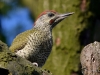 Filename=153_fotowilga~57.JPG
Filesize=301KB
Dimensions=700x525
Date added=Jul 04, 2019 153_fotowilga~57.JPG