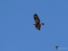 Filename=154_fotowilga~32.JPG
Filesize=153KB
Dimensions=700x525
Date added=Feb 04, 2020 154_fotowilga~32.JPG