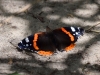 Filename=154_fotowilga~51.JPG
Filesize=299KB
Dimensions=700x525
Date added=Feb 10, 2018 154_fotowilga~51.JPG