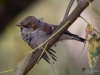 Filename=154_fotowilga~56.JPG
Filesize=230KB
Dimensions=700x525
Date added=Nov 01, 2018 154_fotowilga~56.JPG
