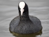 Filename=154_fotowilga~61.JPG
Filesize=205KB
Dimensions=700x525
Date added=May 16, 2019 154_fotowilga~61.JPG