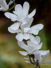 Filename=154_fotowilga~62.JPG
Filesize=213KB
Dimensions=525x700
Date added=May 28, 2019 154_fotowilga~62.JPG