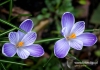 Filename=154_fotowilga~8.JPG
Filesize=311KB
Dimensions=720x508
Date added=Aug 25, 2014 154_fotowilga~8.JPG