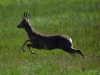 155_fotowilga~41.JPG