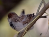 Filename=155_fotowilga~53.JPG
Filesize=237KB
Dimensions=700x525
Date added=Nov 02, 2018 155_fotowilga~53.JPG