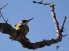 Filename=155_fotowilga~55.JPG
Filesize=237KB
Dimensions=700x525
Date added=Mar 13, 2019 155_fotowilga~55.JPG