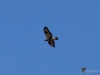 155_fotowilga~57.JPG