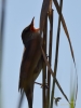 Filename=155_fotowilga~59.JPG
Filesize=177KB
Dimensions=525x700
Date added=May 11, 2020 155_fotowilga~59.JPG