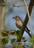 Filename=156_fotowilga~21.JPG
Filesize=78KB
Dimensions=343x480
Date added=Jan 14, 2016 156_fotowilga~21.JPG