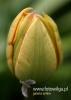 Filename=156_fotowilga~24.JPG
Filesize=58KB
Dimensions=343x480
Date added=May 06, 2016 156_fotowilga~24.JPG