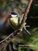 Filename=156_fotowilga~28.JPG
Filesize=56KB
Dimensions=360x480
Date added=Dec 06, 2016 156_fotowilga~28.JPG