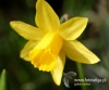 Filename=156_fotowilga~34.JPG
Filesize=69KB
Dimensions=575x480
Date added=Mar 26, 2017 156_fotowilga~34.JPG