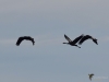 Filename=156_fotowilga~42.JPG
Filesize=150KB
Dimensions=700x525
Date added=Feb 09, 2018 156_fotowilga~42.JPG