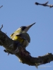 Filename=156_fotowilga~47.JPG
Filesize=233KB
Dimensions=525x700
Date added=Mar 12, 2019 156_fotowilga~47.JPG