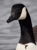 Filename=156_fotowilga~49.JPG
Filesize=193KB
Dimensions=525x700
Date added=May 07, 2019 156_fotowilga~49.JPG