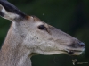 Filename=156_fotowilga~53.JPG
Filesize=279KB
Dimensions=700x519
Date added=Nov 02, 2019 156_fotowilga~53.JPG