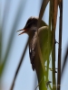 Filename=156_fotowilga~57.JPG
Filesize=205KB
Dimensions=525x700
Date added=May 11, 2020 156_fotowilga~57.JPG