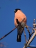 Filename=157_fotowilga~40.JPG
Filesize=225KB
Dimensions=525x700
Date added=Aug 20, 2018 157_fotowilga~40.JPG