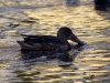 Filename=157_fotowilga~42.JPG
Filesize=325KB
Dimensions=700x525
Date added=Jan 10, 2019 157_fotowilga~42.JPG