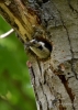 Filename=157_fotowilga~44.JPG
Filesize=287KB
Dimensions=499x700
Date added=Feb 03, 2019 157_fotowilga~44.JPG