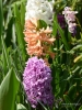 Filename=157_fotowilga~52.JPG
Filesize=322KB
Dimensions=525x700
Date added=May 28, 2019 157_fotowilga~52.JPG
