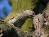 Filename=157_fotowilga~53.JPG
Filesize=335KB
Dimensions=700x525
Date added=Jul 06, 2019 157_fotowilga~53.JPG