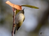 Filename=157_fotowilga~55.JPG
Filesize=212KB
Dimensions=700x525
Date added=Oct 12, 2019 157_fotowilga~55.JPG