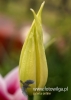 Filename=158_fotowilga~24.JPG
Filesize=54KB
Dimensions=343x480
Date added=May 08, 2016 158_fotowilga~24.JPG