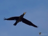 Filename=158_fotowilga~47.JPG
Filesize=166KB
Dimensions=700x525
Date added=Jan 10, 2018 158_fotowilga~47.JPG