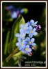 Filename=158_fotowilga~5.JPG
Filesize=90KB
Dimensions=380x540
Date added=May 07, 2014 158_fotowilga~5.JPG