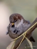 Filename=158_fotowilga~52.JPG
Filesize=264KB
Dimensions=525x700
Date added=Nov 02, 2018 158_fotowilga~52.JPG