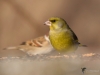 158_fotowilga~53.JPG