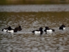Filename=158_fotowilga~55.JPG
Filesize=237KB
Dimensions=700x525
Date added=May 20, 2019 158_fotowilga~55.JPG
