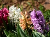 Filename=158_fotowilga~56.JPG
Filesize=296KB
Dimensions=700x525
Date added=May 21, 2019 158_fotowilga~56.JPG