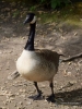 Filename=158_fotowilga~60.JPG
Filesize=305KB
Dimensions=525x700
Date added=Nov 12, 2019 158_fotowilga~60.JPG