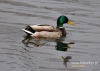 Filename=158_fotowilga~7.JPG
Filesize=103KB
Dimensions=640x457
Date added=Oct 18, 2014 158_fotowilga~7.JPG