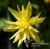 Filename=159_fotowilga~32.JPG
Filesize=75KB
Dimensions=491x480
Date added=Mar 26, 2017 159_fotowilga~32.JPG