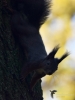 Filename=159_fotowilga~44.JPG
Filesize=224KB
Dimensions=525x700
Date added=Jan 23, 2018 159_fotowilga~44.JPG