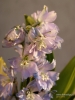 Filename=159_fotowilga~49.JPG
Filesize=216KB
Dimensions=525x700
Date added=Aug 28, 2018 159_fotowilga~49.JPG