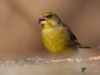 Filename=159_fotowilga~50.JPG
Filesize=215KB
Dimensions=700x525
Date added=Jan 05, 2019 159_fotowilga~50.JPG