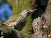 Filename=159_fotowilga~55.JPG
Filesize=342KB
Dimensions=700x525
Date added=Jul 06, 2019 159_fotowilga~55.JPG