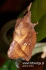Filename=160_fotowilga~0.JPG
Filesize=88KB
Dimensions=360x540
Date added=Sep 09, 2012 160_fotowilga~0.JPG