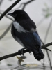 Filename=160_fotowilga~24.JPG
Filesize=67KB
Dimensions=360x480
Date added=Jan 10, 2016 160_fotowilga~24.JPG