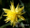 Filename=160_fotowilga~39.JPG
Filesize=79KB
Dimensions=506x480
Date added=Mar 27, 2017 160_fotowilga~39.JPG