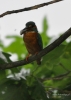 Filename=160_fotowilga~47.JPG
Filesize=196KB
Dimensions=499x700
Date added=Dec 02, 2017 160_fotowilga~47.JPG