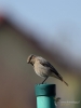 Filename=160_fotowilga~59.JPG
Filesize=194KB
Dimensions=525x700
Date added=Mar 16, 2020 160_fotowilga~59.JPG