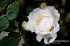 Filename=161_fotowilga~0.JPG
Filesize=102KB
Dimensions=720x480
Date added=Oct 22, 2012 161_fotowilga~0.JPG